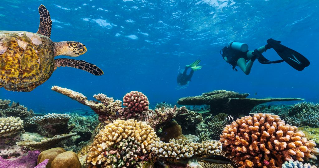 Scuba divers with turtle explore beautiful coral reef. Underwater photography in Indian ocean, Maldives